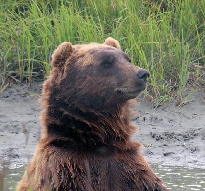 pexels photo 13465946 A brown bear sits in a water stream surrounded by lush greenery, showcasing wildlife in its natural habitat.