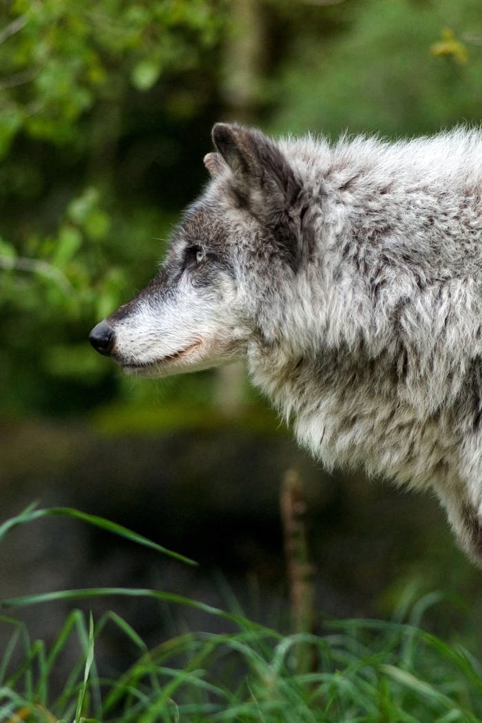 Services Detailed close-up of a gray wolf in its natural environment, showcasing its majestic fur.