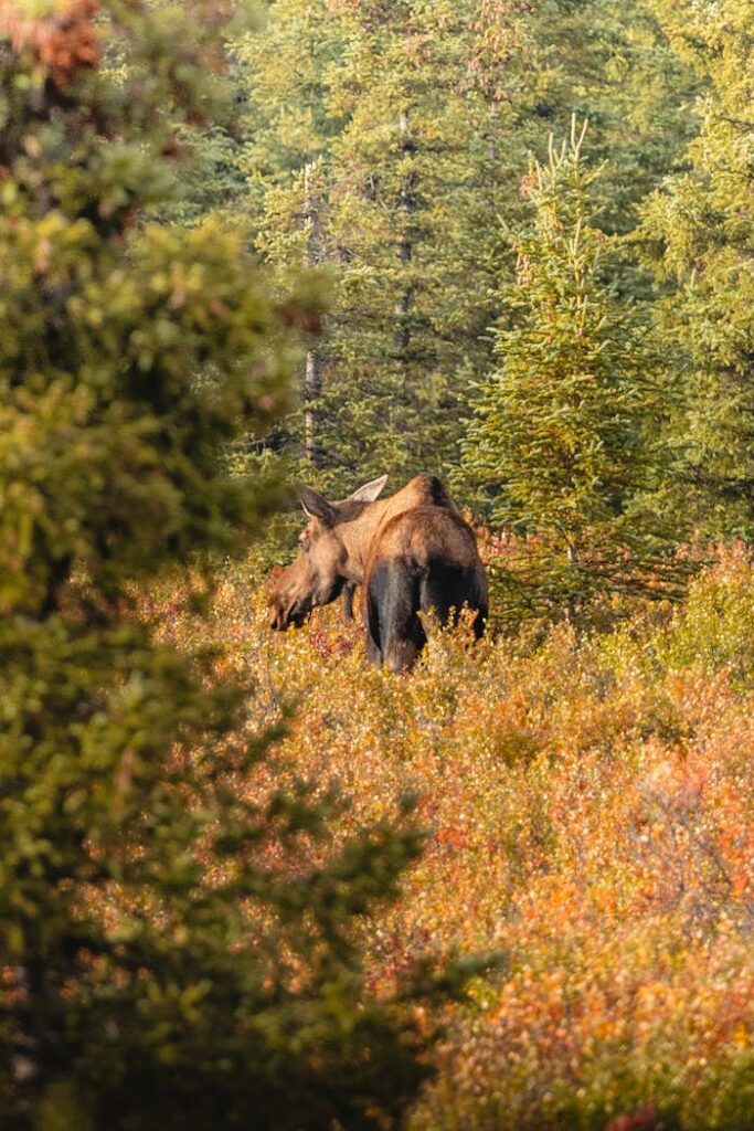 pexels photo 23511011 A lone moose explores a colorful autumn forest, showcasing vibrant foliage and wilderness beauty.