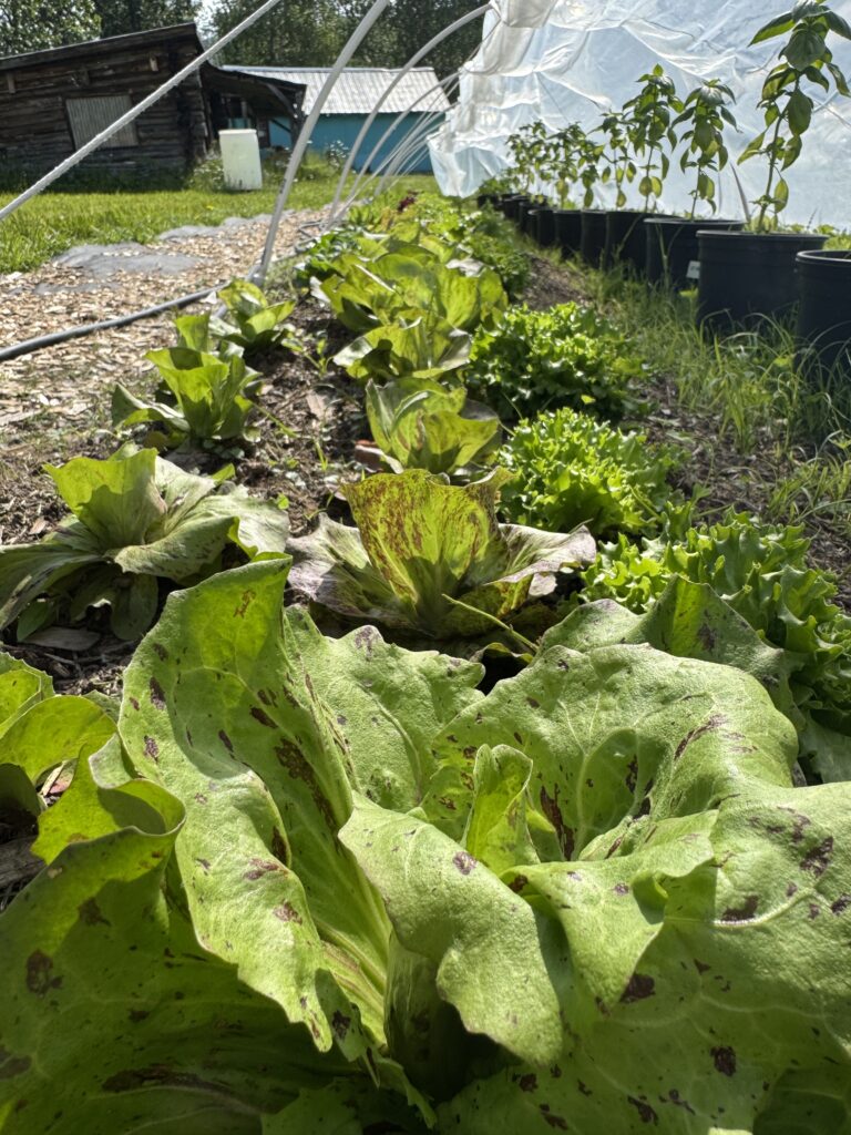 img 1889 preview img 1889 preview